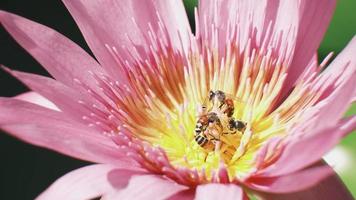 Close-up, swarm of bees is sucking the nectar from purple water lily flower, insect wildlife animals, pollinating bloom flora in natural ecology environment, beautiful vivid colors in summer season. video