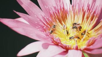 close-up, enxame de abelhas está sugando o néctar da flor roxa do lírio d'água, animais selvagens de insetos, polinizando a flora da flor no ambiente de ecologia natural, belas cores vivas na temporada de verão. video