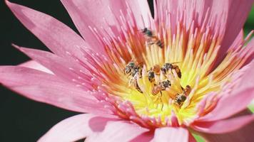 Close-up, swarm of bees is sucking the nectar from purple water lily flower, insect wildlife animals, pollinating bloom flora in natural ecology environment, beautiful vivid colors in summer season. video