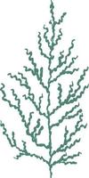 Seaweed grows in the sea. vector