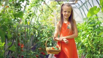 niña linda recoge cultivos de pepinos y tomates en invernadero video