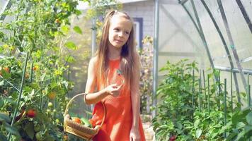 Cute little girl collects crop cucumbers and tomatos in greenhouse video