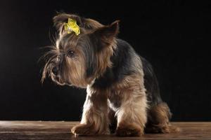 Yorkie terrier in the studio on a black background. Charming dog with a beautiful pedigree coat and a yellow bow. photo