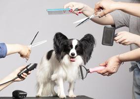 profesional perro cuidado en un especializado salón. peluqueros sostener herramientas en su manos en un gris antecedentes. Papillon perro en el antecedentes de un aseo herramienta. foto