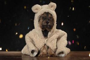 Yorkshire terrier in a beautiful fur coat surrounded by festive sequins. photo