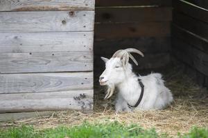 A horned goat sits in a paddock and smiles. photo