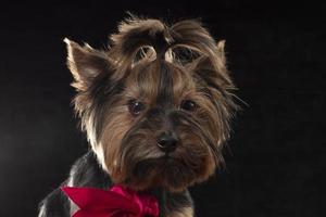 Yorkie terrier in the studio on a black background. Charming dog with a beautiful pedigree coat and a red bow. photo