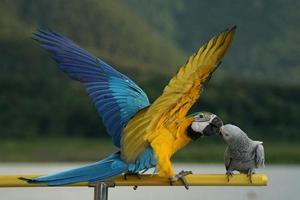 African gray parrot or Psittacus erithacus and blue and gold macaw or Ara ararauna feeding each other on yellow perch, blur natural background, photo