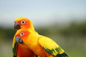 2 sol conure o pareja de pájaros hermosa, loro mirando a la cámara, tiene amarillo sobre fondo verde borroso aratinga solstitialis mascota exótica adorable, nativo de amazon foto