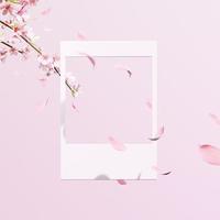 3d rendering Beautiful spring, cherry blossom background with pink background photo