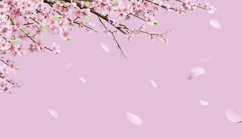 3d rendering Beautiful spring, cherry blossom background with pink background photo