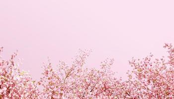 3d rendering Beautiful spring, cherry blossom background with pink background photo