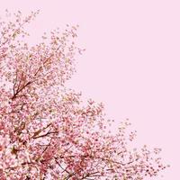 3d rendering Beautiful spring, cherry blossom background with pink background photo