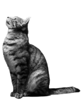 grey cat lying and looking up png