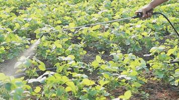 Asian oman farmer looking organic vegetables and holding tablet, laptop for checking orders or quality farm in morning light video