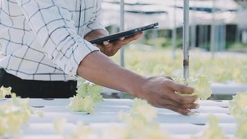 asiatisch Oman Farmer suchen organisch Gemüse und halten Tablette, Laptop zum Überprüfung Aufträge oder Qualität Bauernhof im Morgen Licht video