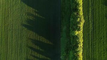 Vertikale Drohne Schuss auf ein Gruppe von Bäume im das Abend Sonne mit lange Schatten video