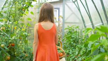 Cute little girl collects crop cucumbers and tomatos in greenhouse video