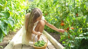 adorabile poco ragazza raccolta cetrioli e pomodori nel serra. video