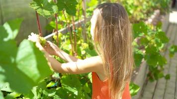 adorável menina colhendo pepinos e tomates em estufa. video