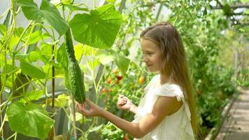 süßes kleines Mädchen sammelt Erntegurken und Tomaten im Gewächshaus video