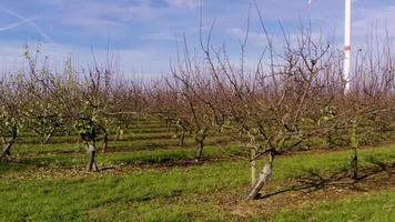 zumbido vídeo de un vuelo mediante un agrícola campo con un ver de giratorio viento turbinas durante el día en otoño video