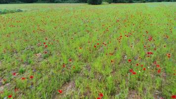 Drone video of flight over colorful poppy field at low altitude