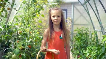 Cute little girl collects crop cucumbers and tomatos in greenhouse video