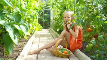 Cute little girl collects crop cucumbers and tomatos in greenhouse video