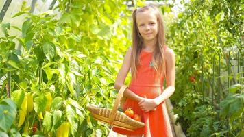 Cute little girl collects crop cucumbers and tomatos in greenhouse video