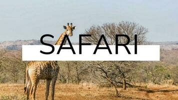 African safari promo template