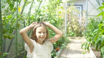 Adorable little girl harvesting cucumbers and tomatoes in greenhouse. video