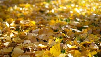 amarillo caído otoño hojas en césped en Mañana ligero video