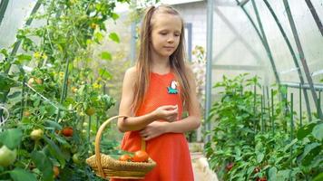 Cute little girl collects crop cucumbers and tomatos in greenhouse video