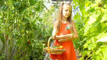 la bambina sveglia raccoglie i cetrioli e i pomodori del raccolto in serra video