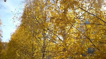 Yellow fallen autumn leaves on trees in morning light video