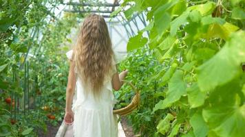 Adorable little girl harvesting cucumbers and tomatoes in greenhouse. video