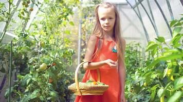 Cute little girl collects crop cucumbers and tomatos in greenhouse video