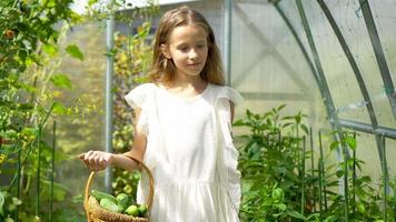 adorable niña cosechando pepinos y tomates en invernadero.