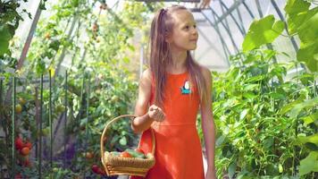 Cute little girl collects crop cucumbers and tomatos in greenhouse video