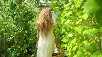 adorável menina colhendo pepinos e tomates em estufa. video