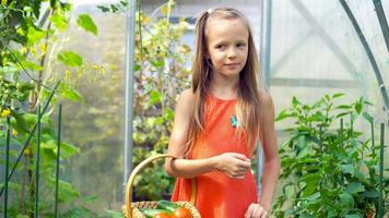 Cute little girl collects crop cucumbers and tomatos in greenhouse video