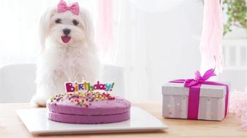 chien mignon avec arc et gâteau d'anniversaire video