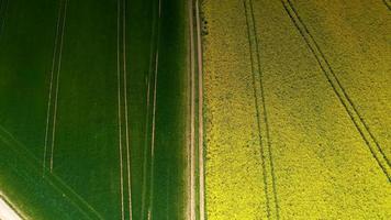 vídeo drone de voo sobre campos de colza florescentes e amarelos brilhantes video