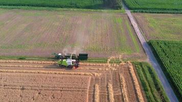 dar video van een combineren oogstmachine oogsten in een tarwe veld- in de avond in de laag zon