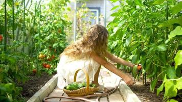 adorable niña cosechando pepinos y tomates en invernadero. video