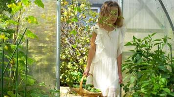 Adorable little girl harvesting cucumbers and tomatoes in greenhouse. video