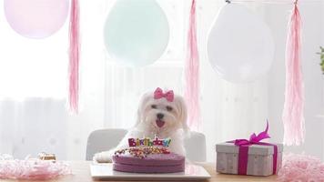 lindo perro con arco y pastel de cumpleaños video