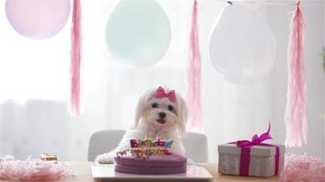 Cute dog with bow and birthday cake video