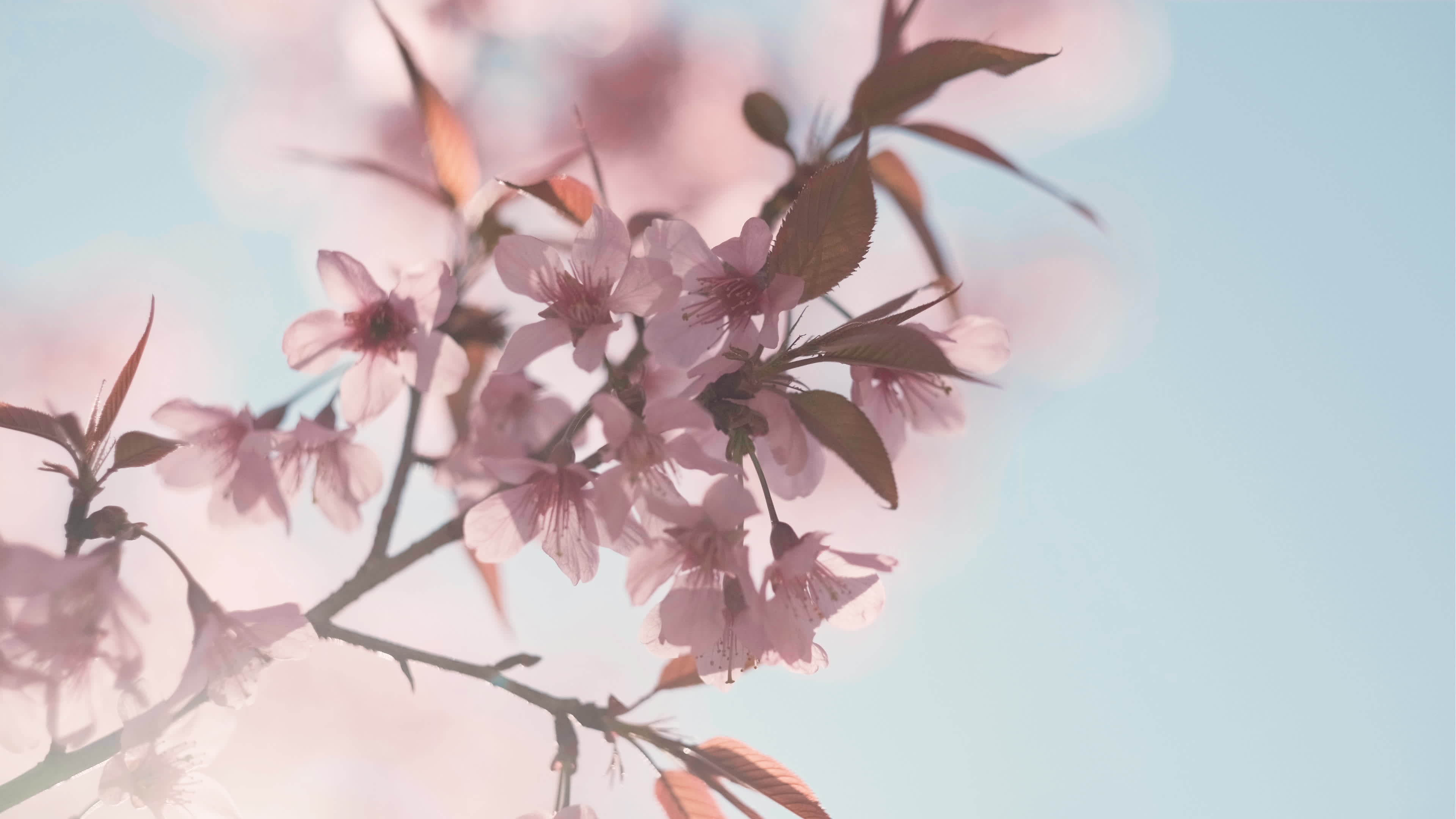 Pink cherry flowers branch in spring bloom. Japanese sakura. Hanami ...